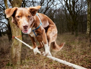 Ozzy - Fastest Crossing Of A Tightrope By A Dog Guinness World Records 2013 Photo Credit: Paul Michael Hughes/Guinness World Records Location: Norfolk, UK